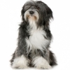 https://www.americanbreeder.com/images/com_adsmanager/categories/4826cat_t.jpg