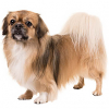 https://www.americanbreeder.com/images/com_adsmanager/categories/4827cat_t.jpg