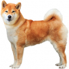 https://www.americanbreeder.com/images/com_adsmanager/categories/4828cat_t.jpg