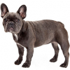 https://www.americanbreeder.com/images/com_adsmanager/categories/4835cat_t.jpg