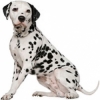 https://www.americanbreeder.com/images/com_adsmanager/categories/4837cat_t.jpg