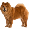 https://www.americanbreeder.com/images/com_adsmanager/categories/4839cat_t.jpg