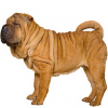 https://www.americanbreeder.com/images/com_adsmanager/categories/4840cat_t.jpg