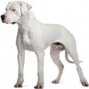 https://www.americanbreeder.com/images/com_adsmanager/categories/4849cat_t.jpg