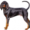 https://www.americanbreeder.com/images/com_adsmanager/categories/4864cat_t.jpg