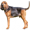 https://www.americanbreeder.com/images/com_adsmanager/categories/4865cat_t.jpg