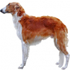 https://www.americanbreeder.com/images/com_adsmanager/categories/4867cat_t.jpg