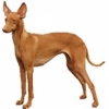 https://www.americanbreeder.com/images/com_adsmanager/categories/4868cat_t.jpg