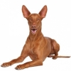 https://www.americanbreeder.com/images/com_adsmanager/categories/4878cat_t.jpg