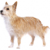 https://www.americanbreeder.com/images/com_adsmanager/categories/4880cat_t.jpg