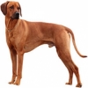 https://www.americanbreeder.com/images/com_adsmanager/categories/4882cat_t.jpg