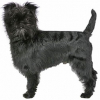https://www.americanbreeder.com/images/com_adsmanager/categories/4888cat_t.jpg