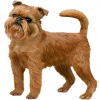 https://www.americanbreeder.com/images/com_adsmanager/categories/4889cat_t.jpg