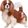 https://www.americanbreeder.com/images/com_adsmanager/categories/4890cat_t.jpg