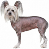 https://www.americanbreeder.com/images/com_adsmanager/categories/4892cat_t.jpg