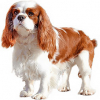 https://www.americanbreeder.com/images/com_adsmanager/categories/4893cat_t.jpg