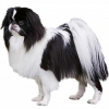 https://www.americanbreeder.com/images/com_adsmanager/categories/4896cat_t.jpg