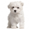 https://www.americanbreeder.com/images/com_adsmanager/categories/4897cat_t.jpg
