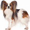 https://www.americanbreeder.com/images/com_adsmanager/categories/4899cat_t.jpg