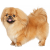 https://www.americanbreeder.com/images/com_adsmanager/categories/4900cat_t.jpg