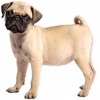https://www.americanbreeder.com/images/com_adsmanager/categories/4902cat_t.jpg