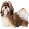 https://www.americanbreeder.com/images/com_adsmanager/categories/4904cat_t.jpg