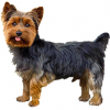 https://www.americanbreeder.com/images/com_adsmanager/categories/4907cat_t.jpg