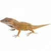 https://www.americanbreeder.com/images/com_adsmanager/categories/4912cat_t.jpg