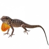 https://www.americanbreeder.com/images/com_adsmanager/categories/4913cat_t.jpg