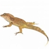https://www.americanbreeder.com/images/com_adsmanager/categories/4914cat_t.jpg