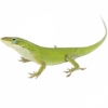 https://www.americanbreeder.com/images/com_adsmanager/categories/4917cat_t.jpg