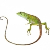 https://www.americanbreeder.com/images/com_adsmanager/categories/4919cat_t.jpg