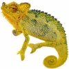 https://www.americanbreeder.com/images/com_adsmanager/categories/4920cat_t.jpg