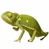 https://www.americanbreeder.com/images/com_adsmanager/categories/4927cat_t.jpg
