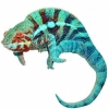 https://www.americanbreeder.com/images/com_adsmanager/categories/4936cat_t.jpg