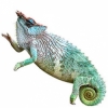 https://www.americanbreeder.com/images/com_adsmanager/categories/4938cat_t.jpg