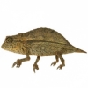https://www.americanbreeder.com/images/com_adsmanager/categories/4939cat_t.jpg
