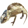 https://www.americanbreeder.com/images/com_adsmanager/categories/4943cat_t.jpg