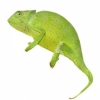 https://www.americanbreeder.com/images/com_adsmanager/categories/4945cat_t.jpg