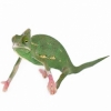 https://www.americanbreeder.com/images/com_adsmanager/categories/4947cat_t.jpg