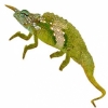 https://www.americanbreeder.com/images/com_adsmanager/categories/4948cat_t.jpg