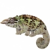 https://www.americanbreeder.com/images/com_adsmanager/categories/4951cat_t.jpg