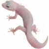 https://www.americanbreeder.com/images/com_adsmanager/categories/4954cat_t.jpg