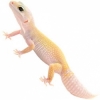 https://www.americanbreeder.com/images/com_adsmanager/categories/4955cat_t.jpg