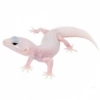 https://www.americanbreeder.com/images/com_adsmanager/categories/4956cat_t.jpg