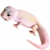 https://www.americanbreeder.com/images/com_adsmanager/categories/4957cat_t.jpg