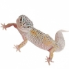 https://www.americanbreeder.com/images/com_adsmanager/categories/4959cat_t.jpg