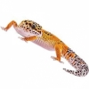 https://www.americanbreeder.com/images/com_adsmanager/categories/4961cat_t.jpg