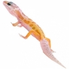 https://www.americanbreeder.com/images/com_adsmanager/categories/4962cat_t.jpg