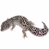 https://www.americanbreeder.com/images/com_adsmanager/categories/4963cat_t.jpg